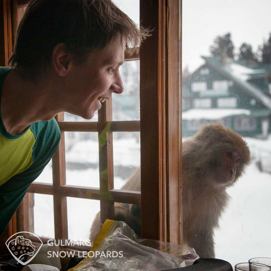 Monkeys in Gulmarg village