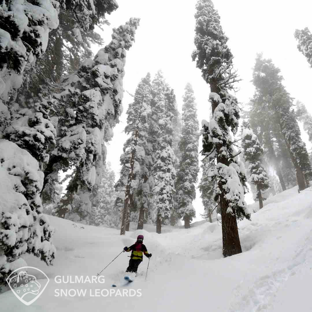 Skiing Gulmarg