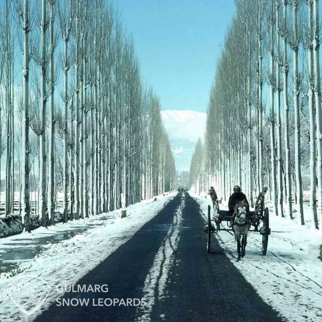 Srinagar to Gulmarg road