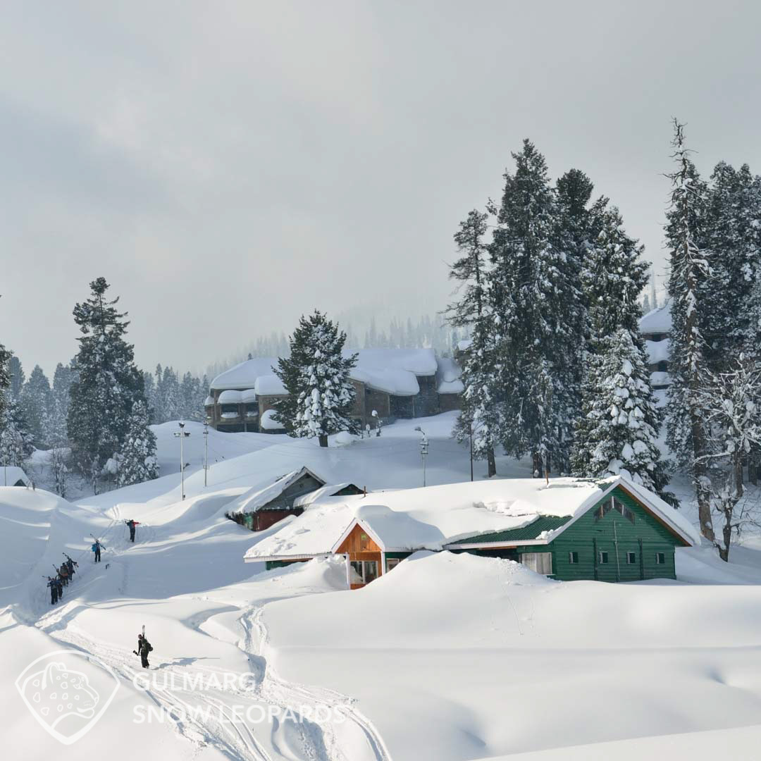 Shredding powder in Gulmarg