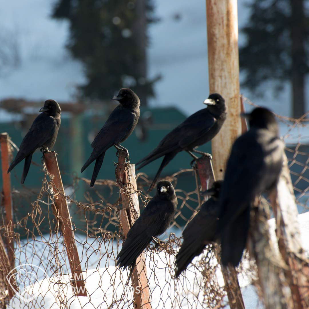 Black Crows in Gulmarg